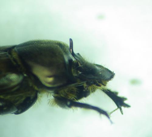 Réf. 280 206 : Onthophagus vacca